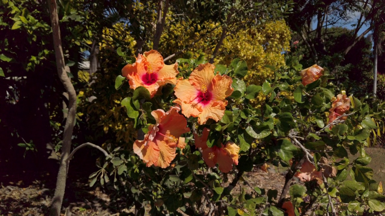 明亮的阳光下，热带花园灌木上美丽的芙蓉花。视频素材