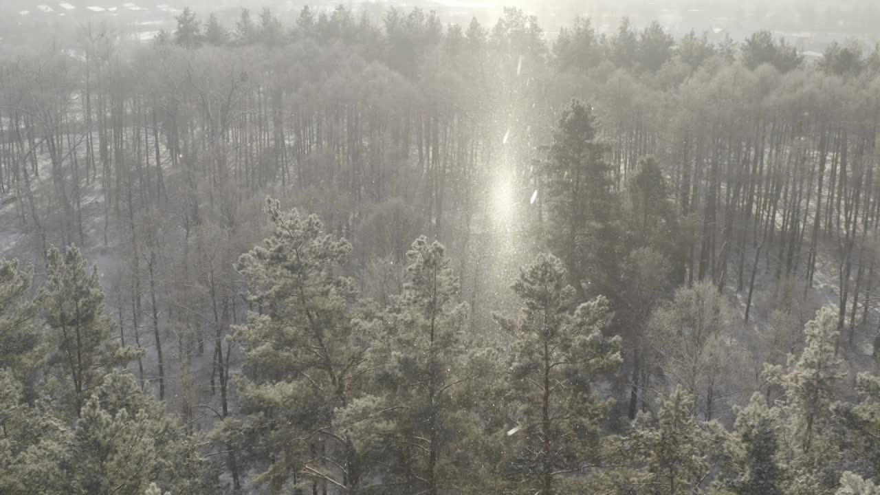 4K未分级，d-log美丽的雪林在冬季霜冻日。在薄雾冰冻的早晨，鸟瞰令人惊叹的松林。日出，日落，阳光，阳光，在冬季景观。公园森林的风景。自然高架视图的霜冻森林视频素材