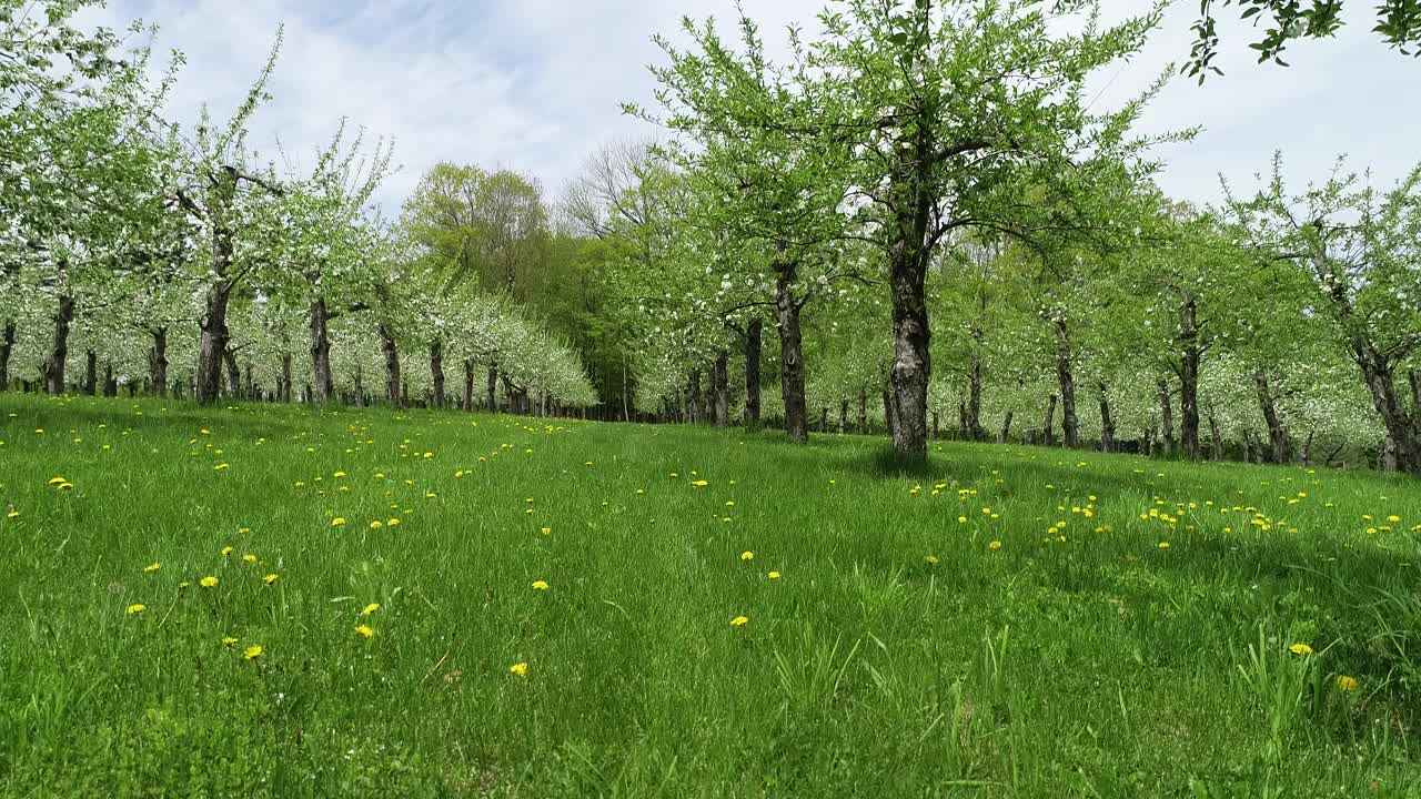 苹果花视频素材