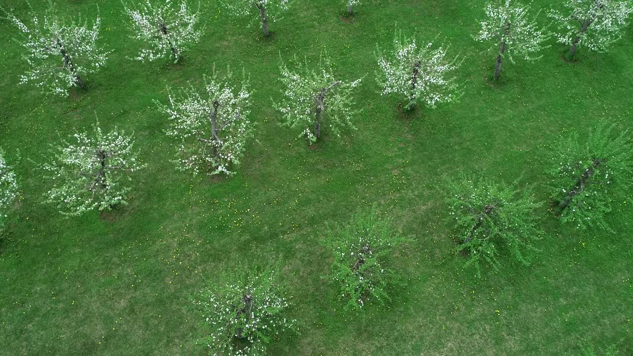 苹果花天桥视频下载