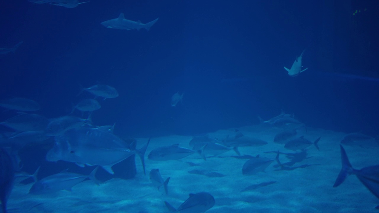 一群鱼游在水族馆的一个巨大的水箱中。视频素材