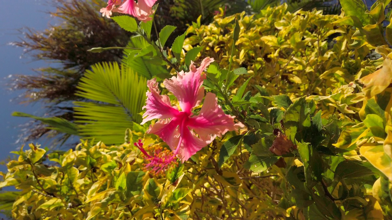 明亮的阳光下，热带花园灌木上美丽的粉色芙蓉花。视频素材