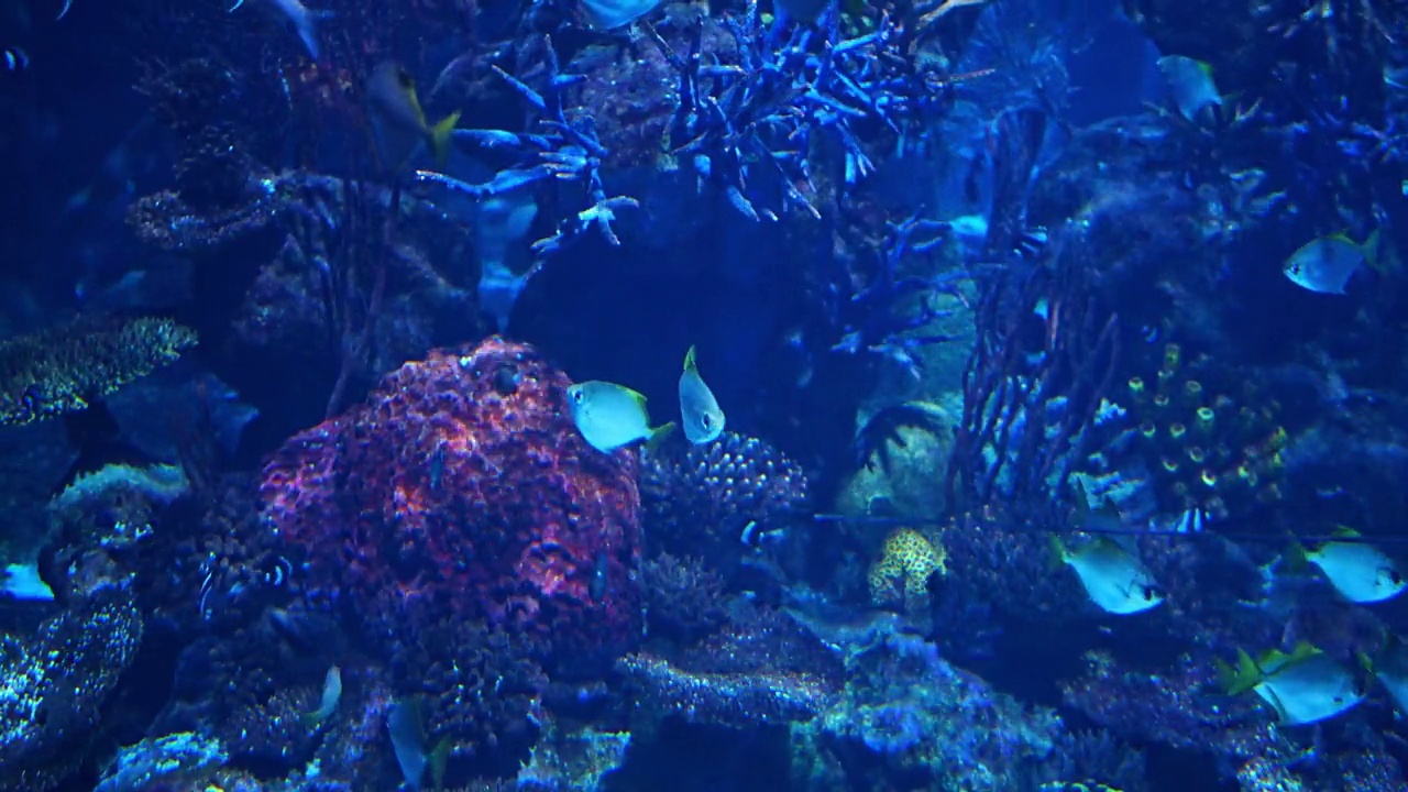 一群鱼游在水族馆的一个巨大的水箱中。视频素材