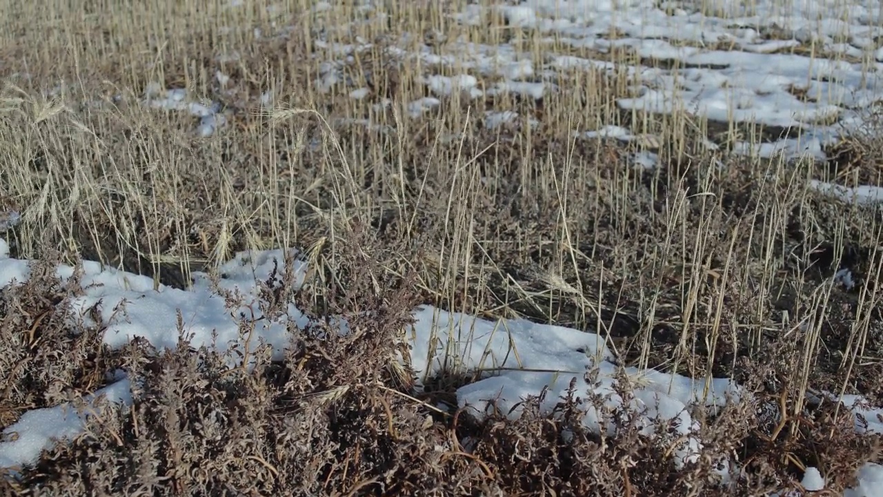 白雪覆盖的空旷麦田视频素材