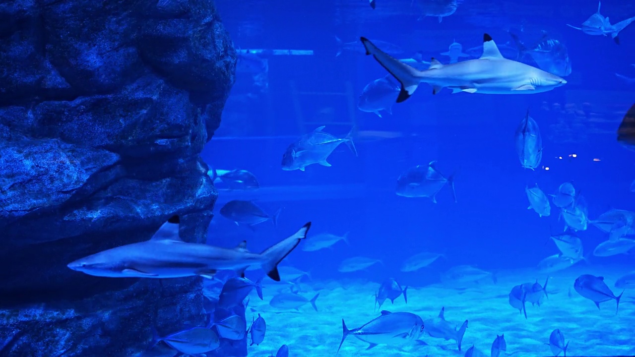 一群鱼游在水族馆的一个巨大的水箱中。视频素材