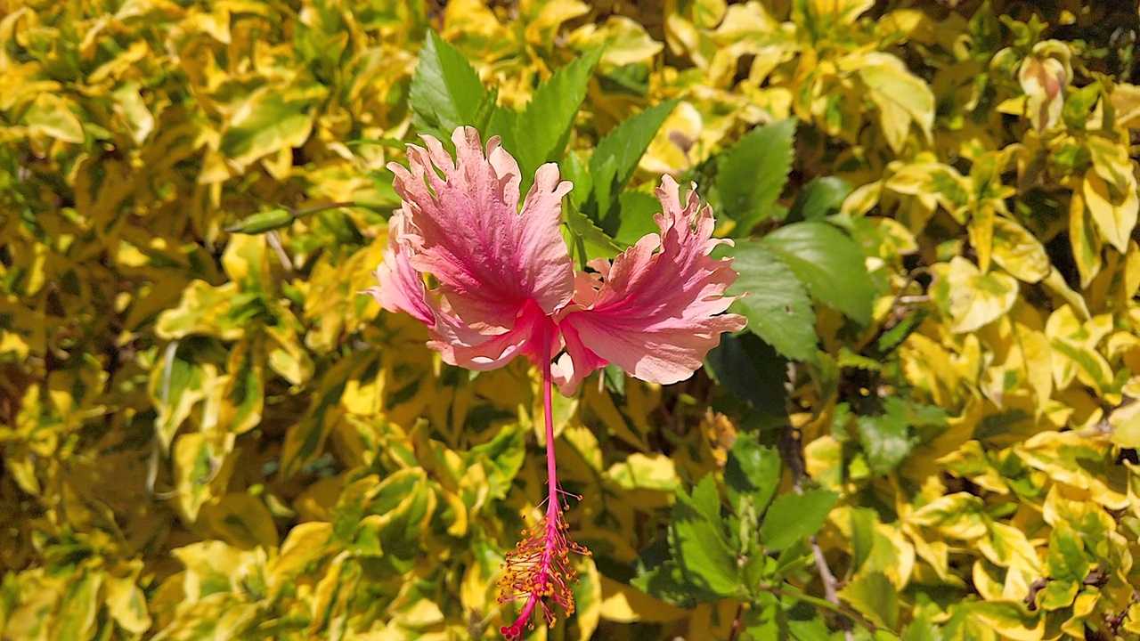 明亮的阳光下，热带花园灌木上美丽的粉色芙蓉花。视频素材