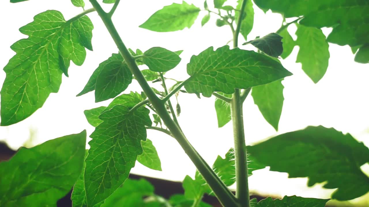 储存房子旁边种植植物的镜头视频素材