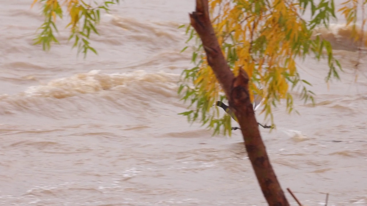 美国白骨顶在大雨后被淹没的洛杉矶河视频素材