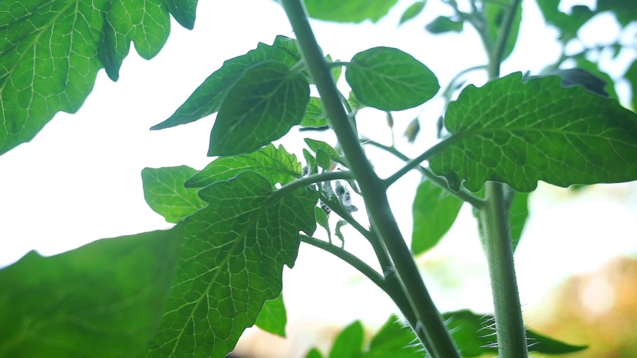 储存房子旁边种植植物的镜头视频素材