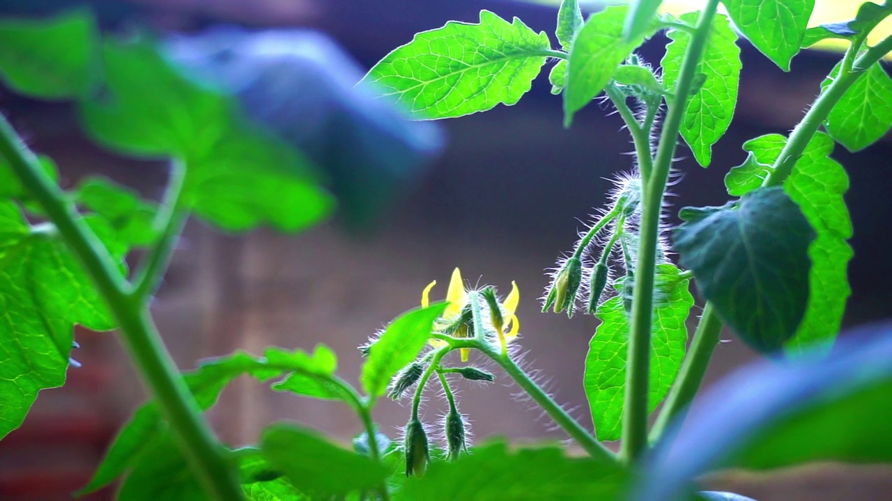 储存房子旁边种植植物的镜头视频素材