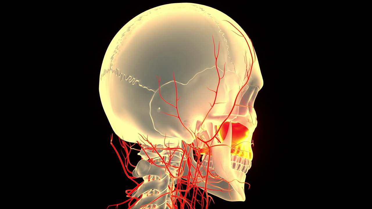 人类骨骼系统头骨骨骼部分上颌骨解剖动画概念视频素材