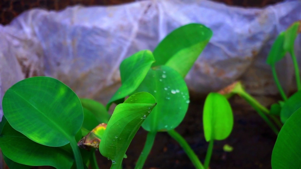 储存房子旁边种植植物的镜头视频素材