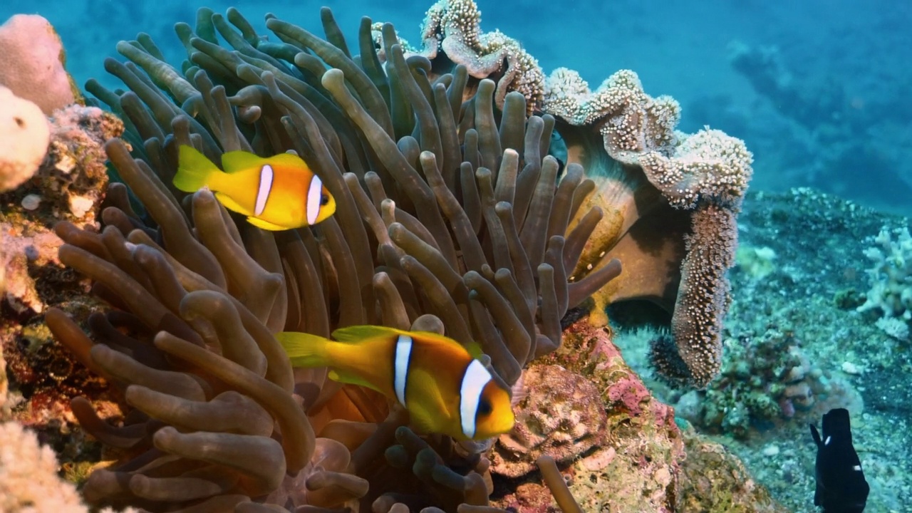 红海海葵(Amphiprion bicinctus)、泡沫海葵(Entacmatea quadricolor)和幼三斑海葵(Dacyllus trimaculatus)视频素材