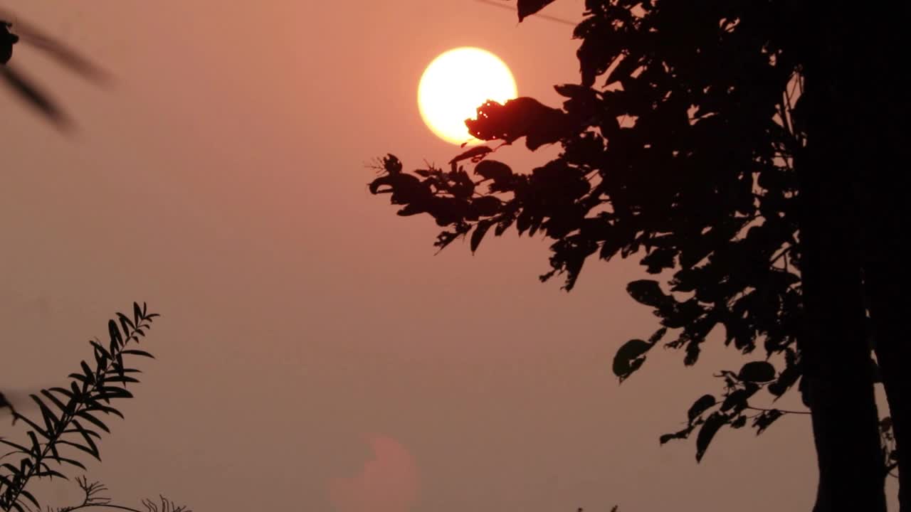 日落黄昏，红色的天空树木自然景观视频素材