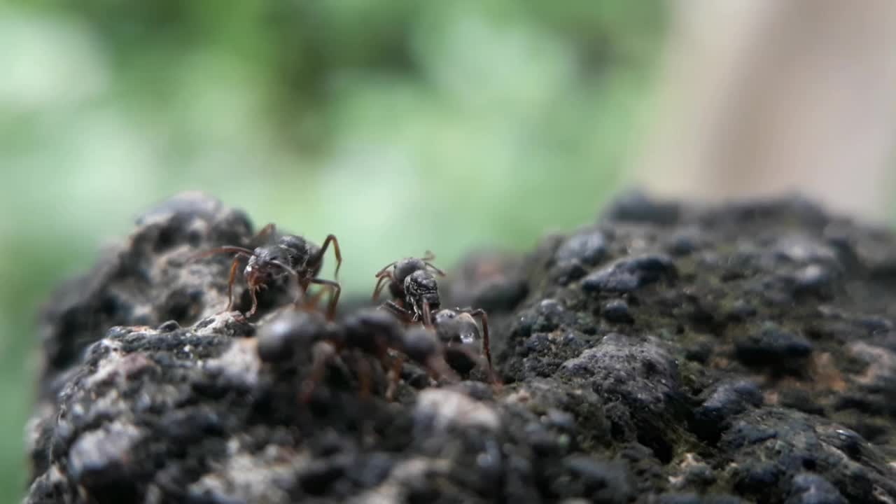 微距视频特写蚂蚁的生物体视频下载