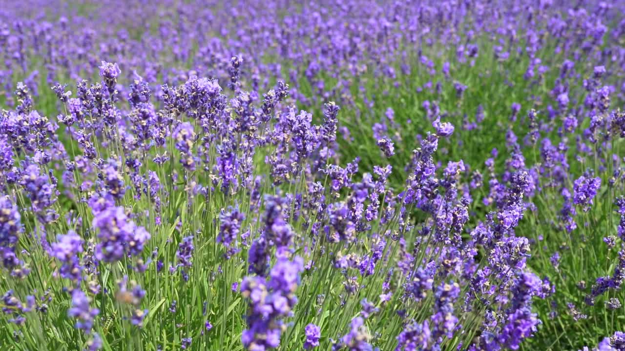 夏日的薰衣草田视频素材