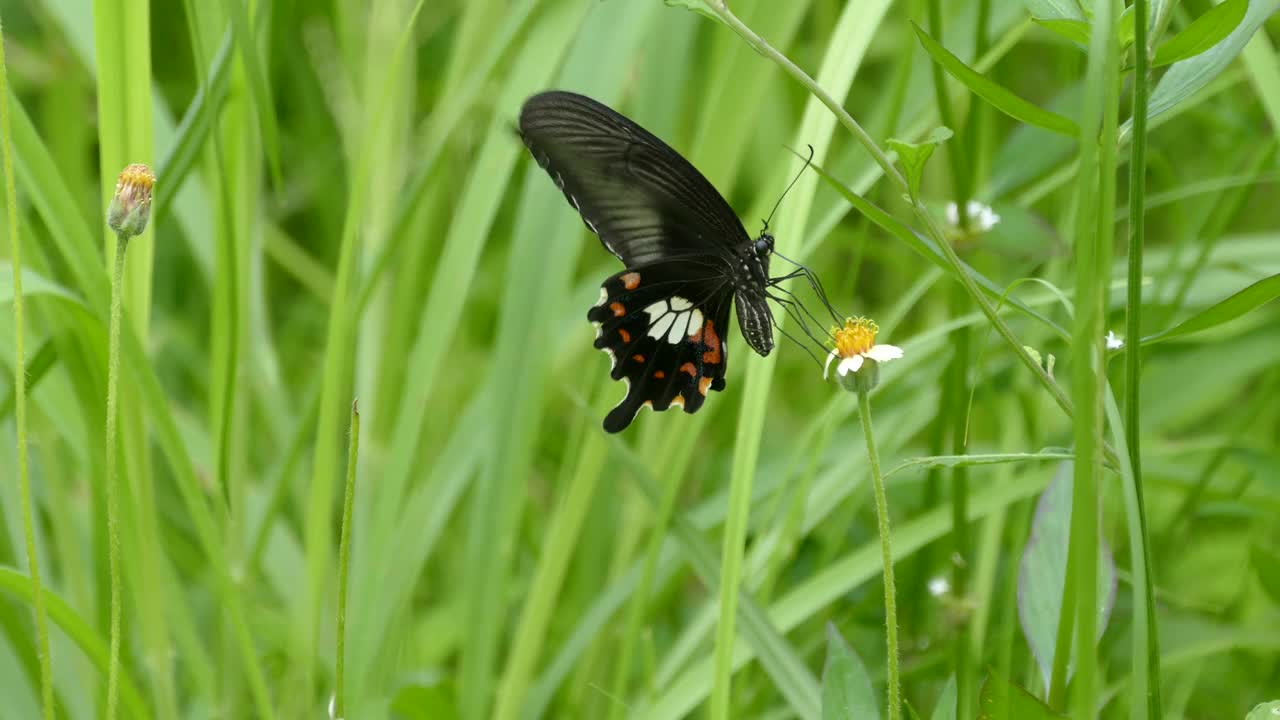 黑蝴蝶吃草花视频素材