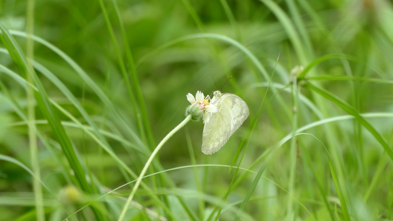 白蝴蝶吃草花视频素材