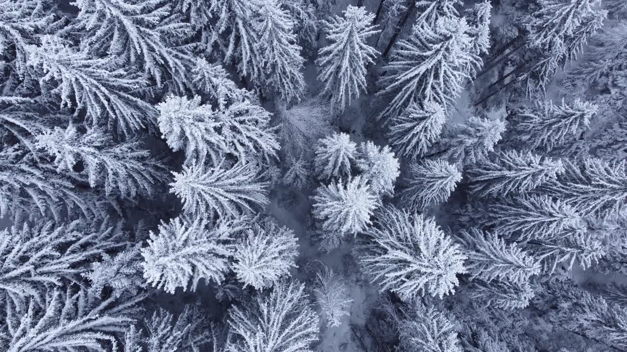 冬季松林的俯视图，被雪覆盖。视频素材