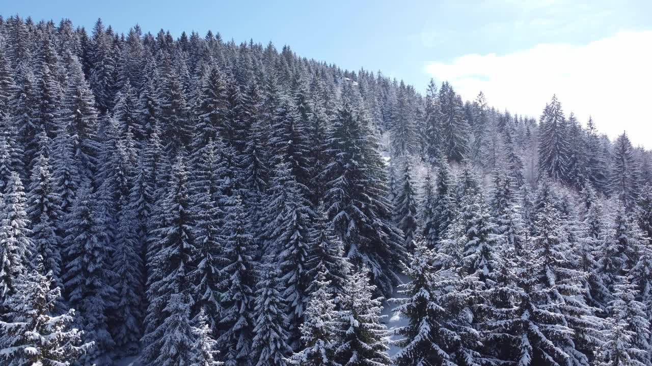 冬季松林的俯视图，被雪覆盖。视频素材