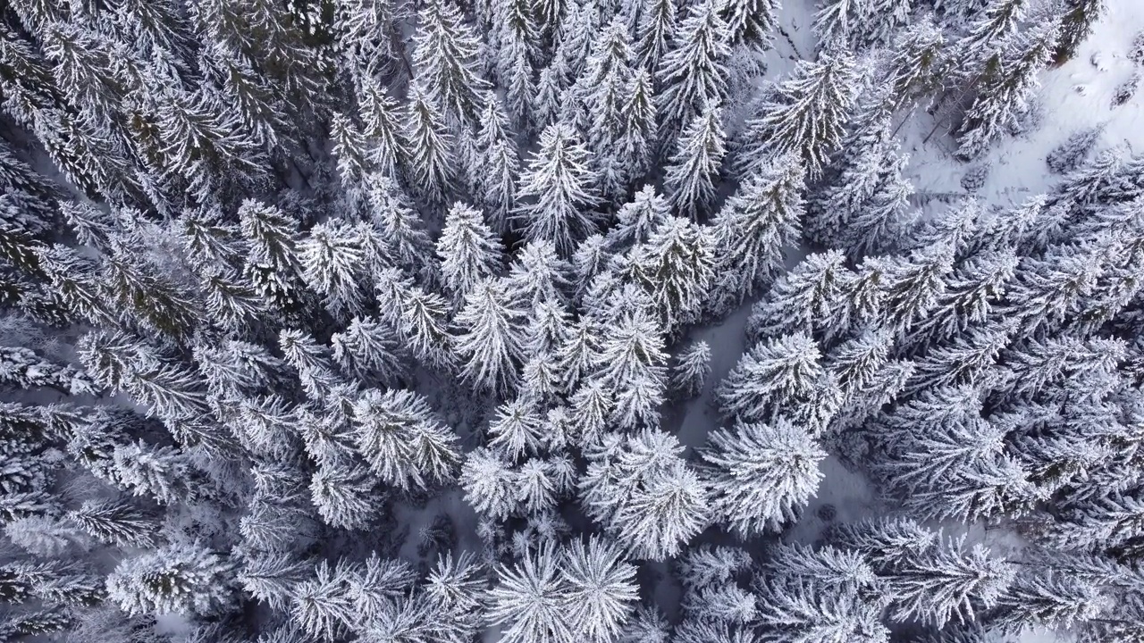 冬季松林的俯视图，被雪覆盖。视频下载