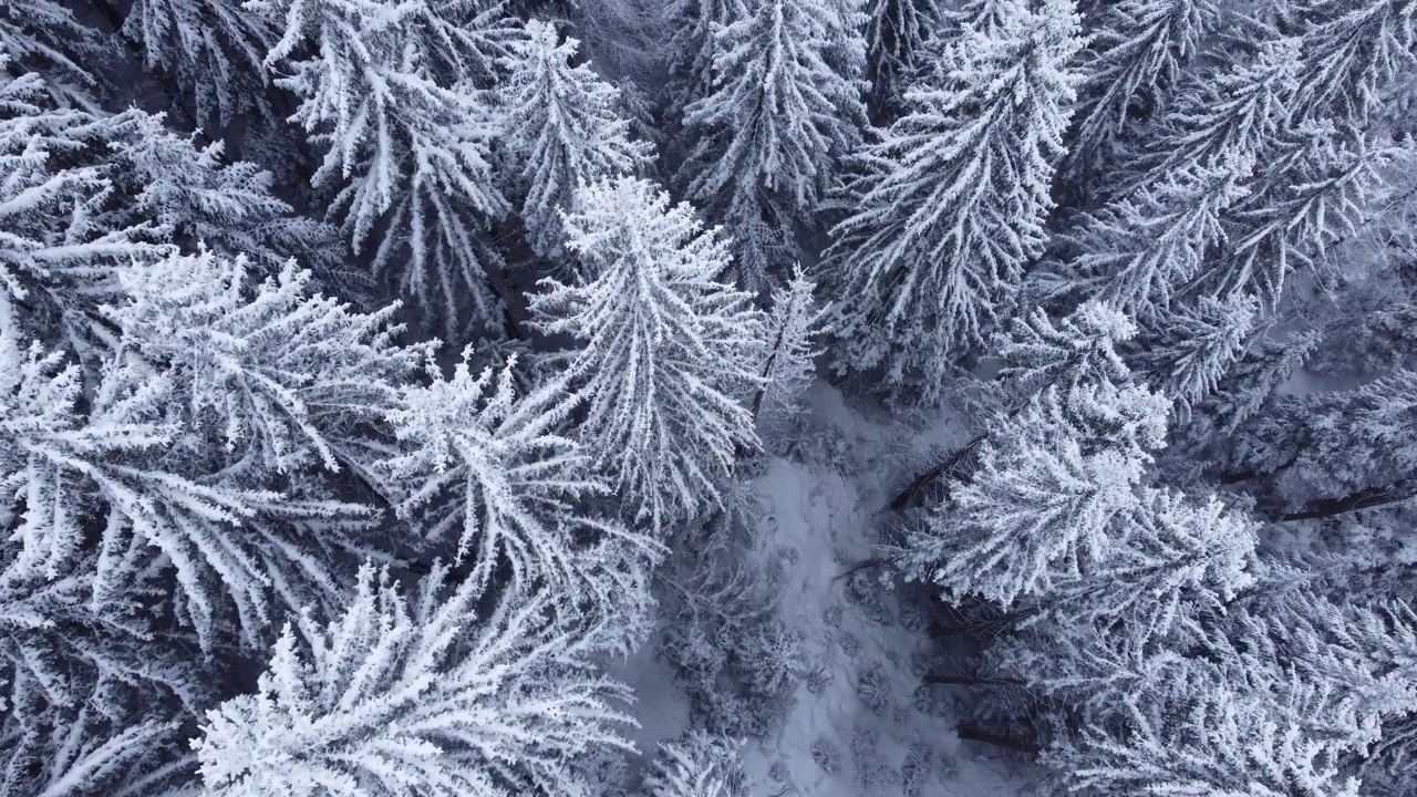 冬季松林的俯视图，被雪覆盖。视频素材