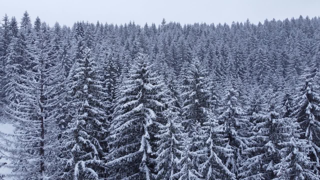 鸟瞰雪林与冬季山路。视频下载