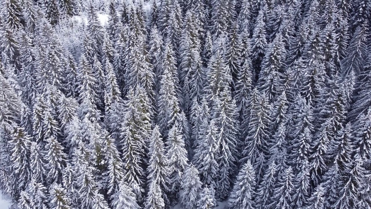 冬季松林的俯视图，被雪覆盖。视频下载