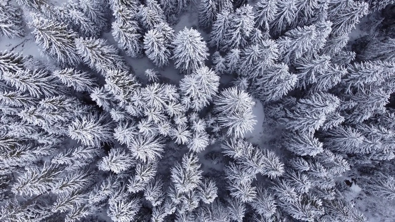 冬季松林的俯视图，被雪覆盖。视频下载