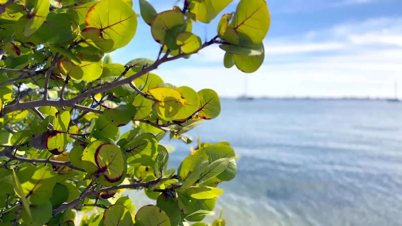 近距离观察热带树木和海景视频素材