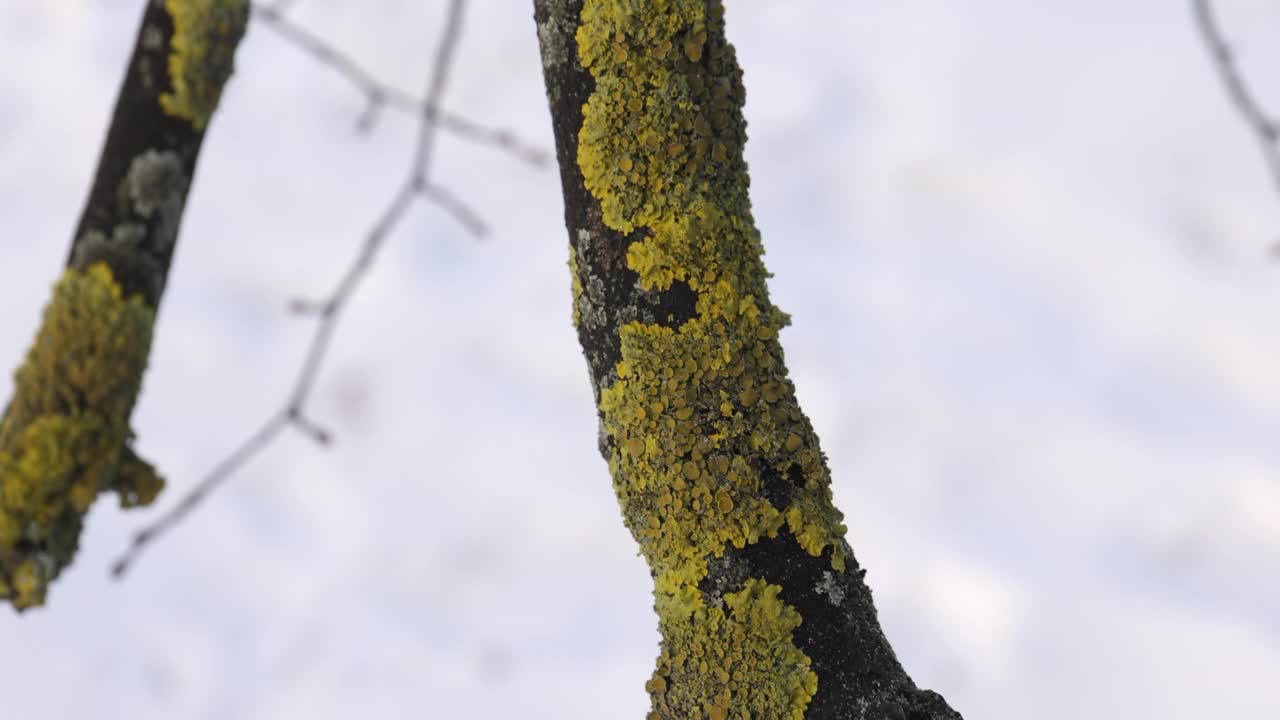 长满苔藓的树枝视频素材