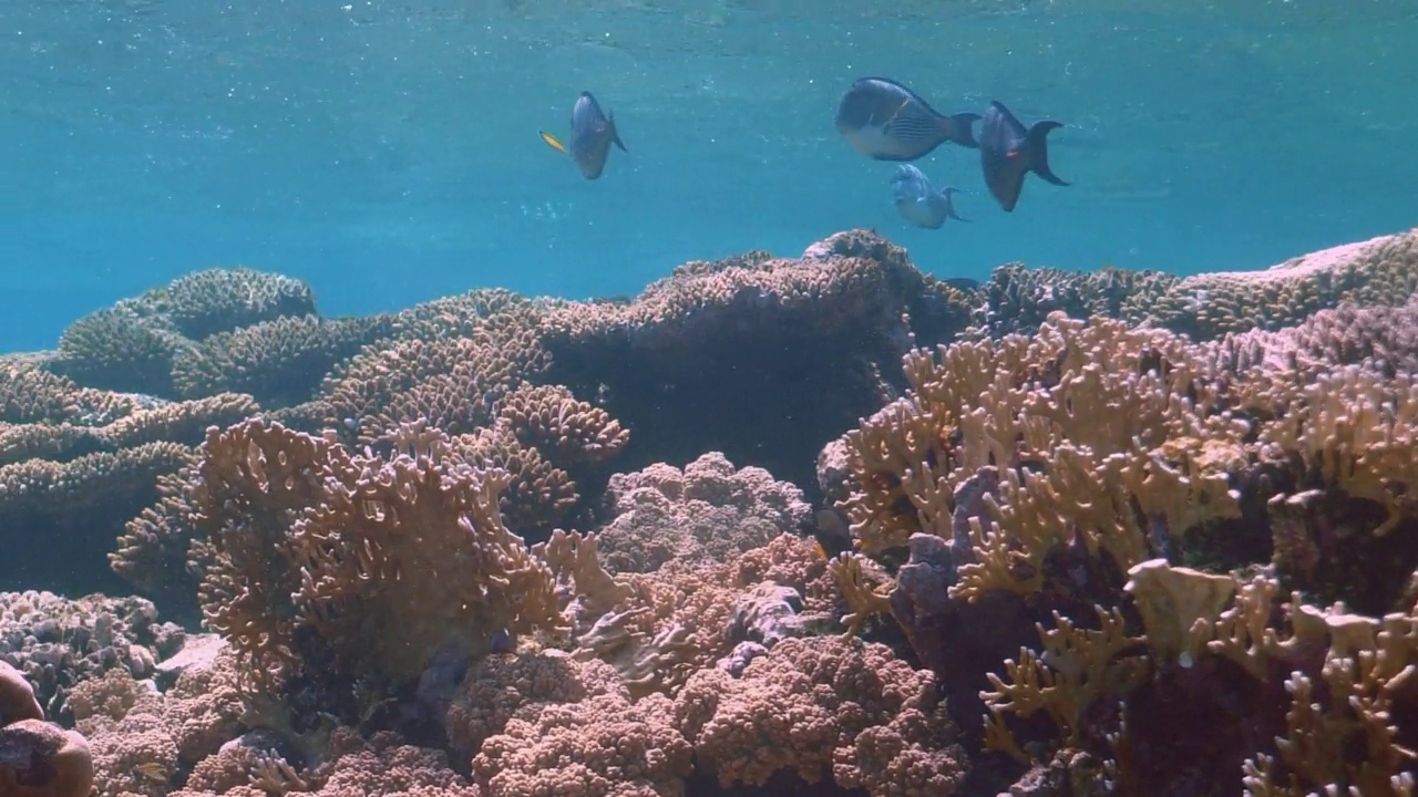 珊瑚鱼(Acanthurus Sohal)在多样珊瑚海景视频素材