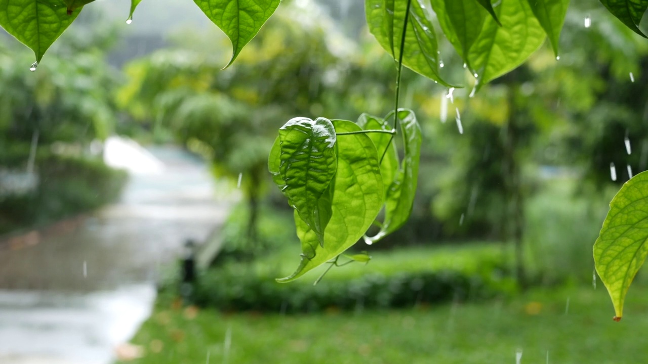 新加坡空公园的雨天视频素材