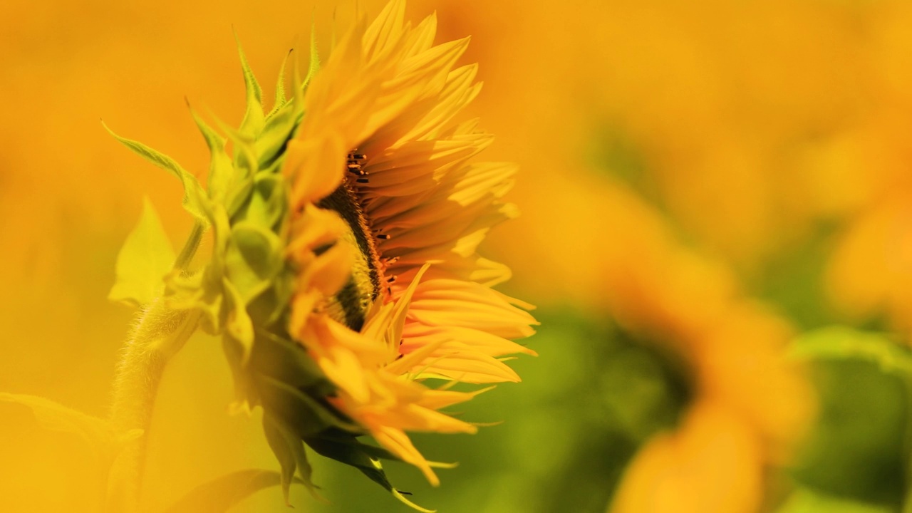 一只蜜蜂在向日葵花上采集花蜜和花粉视频素材