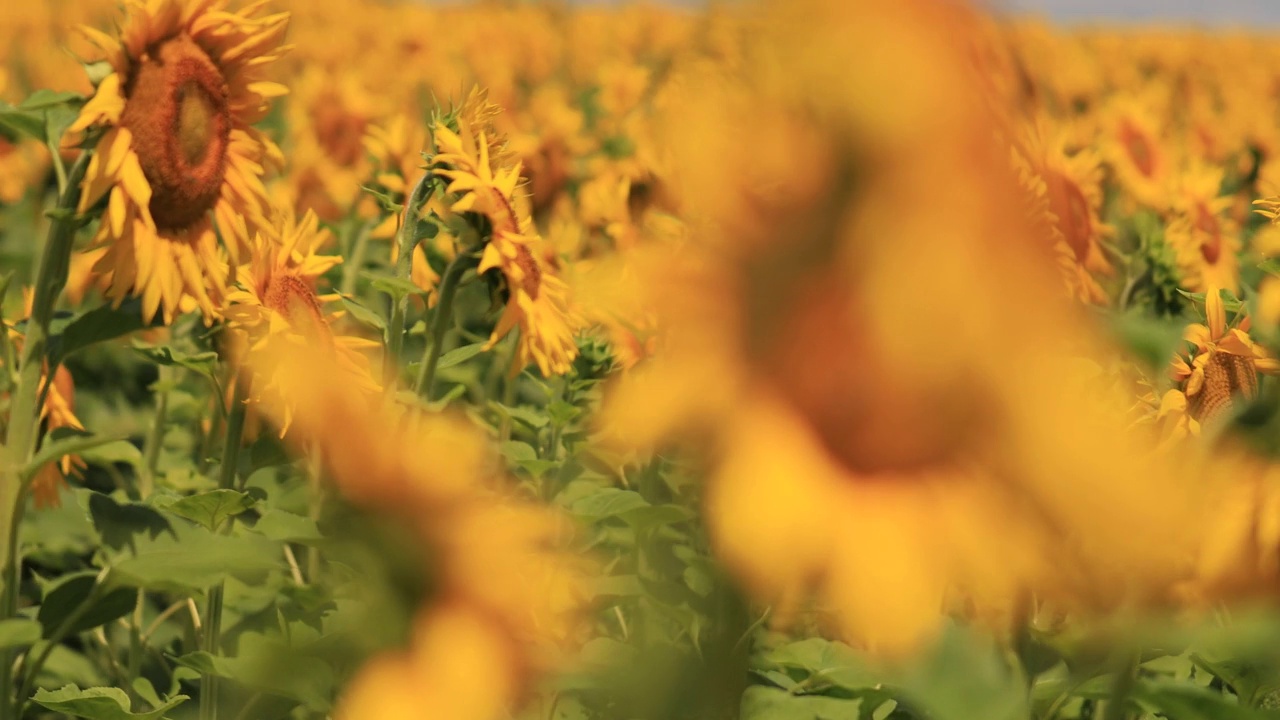 一只蜜蜂在向日葵花上采集花蜜和花粉视频下载