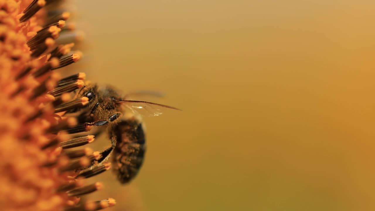 一只蜜蜂在向日葵花上采集花蜜和花粉视频素材