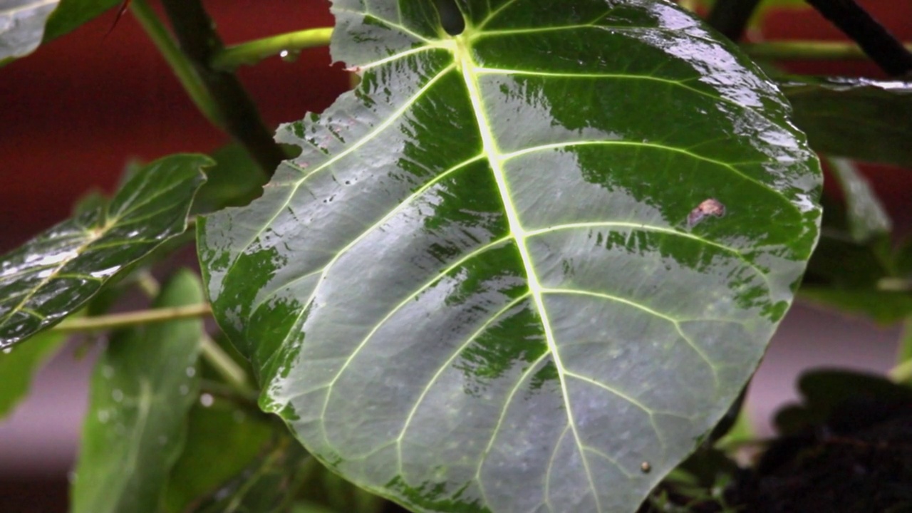 一种树友植物的叶子，也被称为Philodendron在大雨中哥斯达黎加雨林复制空间视频素材