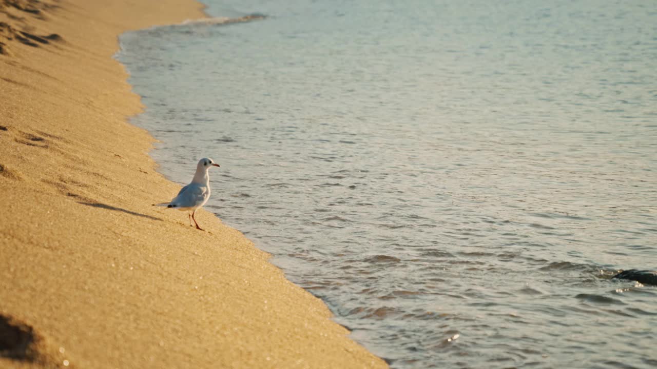 清晨，日出时分，一只海鸥漫步在海边的沙滩上视频素材