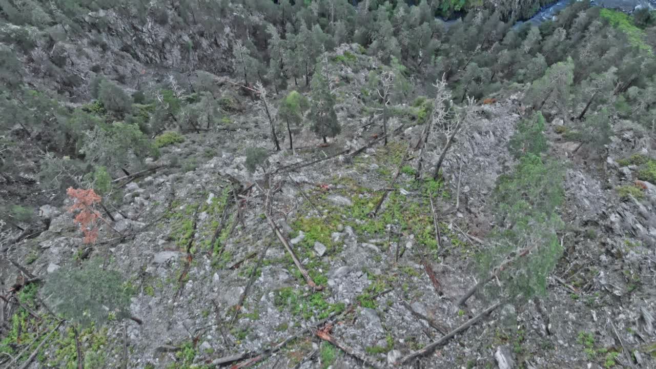 群野生山山羊在自然栖息地高加索土卡普拉高加索视频素材