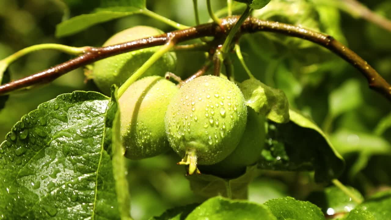 未成熟的苹果和水滴挂在树枝上视频素材