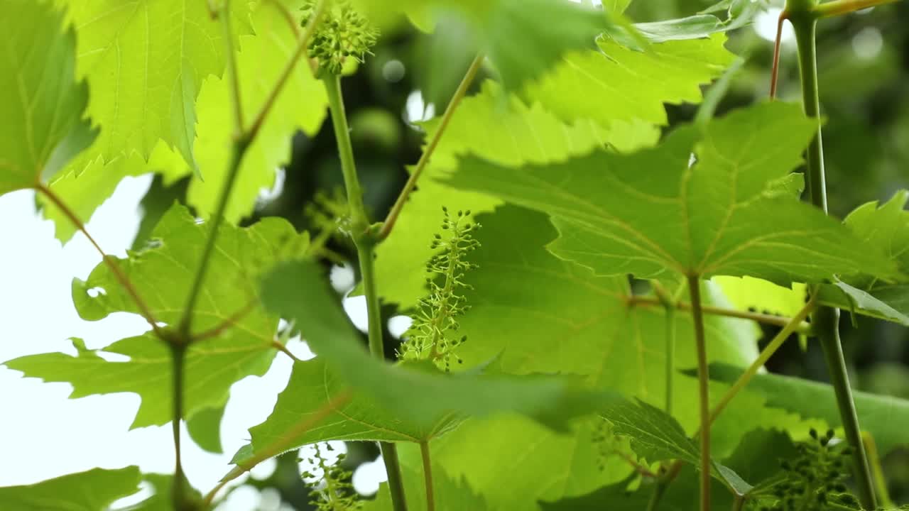 葡萄藤上的葡萄花序视频素材