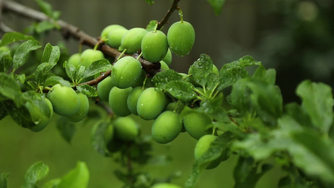 花园里有绿色有机李子的树枝视频素材