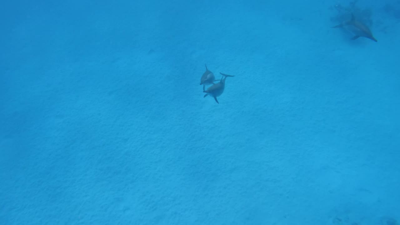 可爱的海豚在水下游泳。视频素材