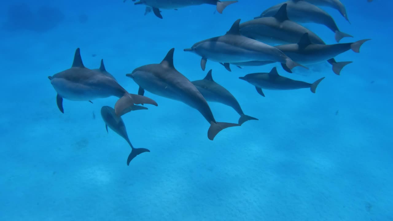 可爱的海豚在水下游泳。视频素材