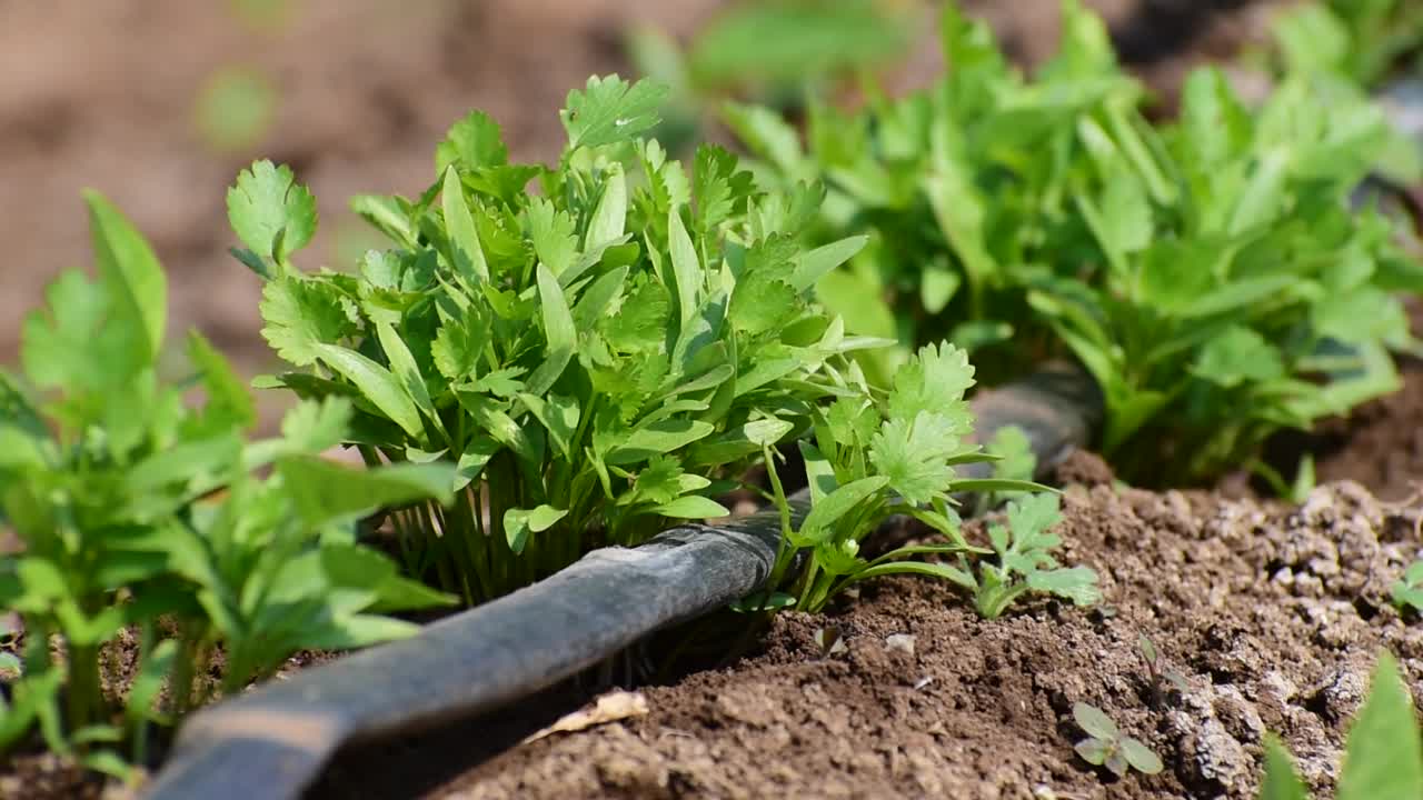 把菜地里新鲜生长的绿色香菜(香菜)叶子收起来视频素材