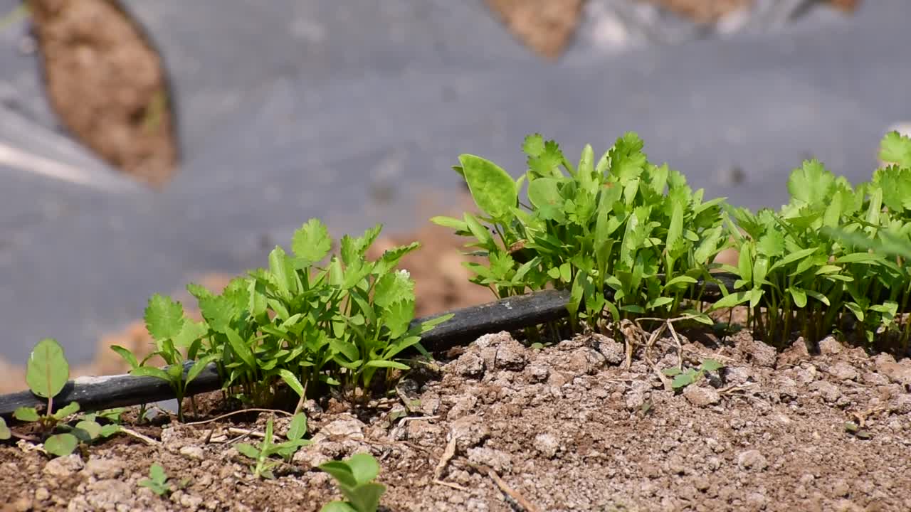 把菜地里新鲜生长的绿色香菜(香菜)叶子收起来视频素材