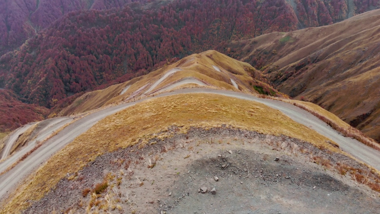 一群野马在山上奔驰视频素材