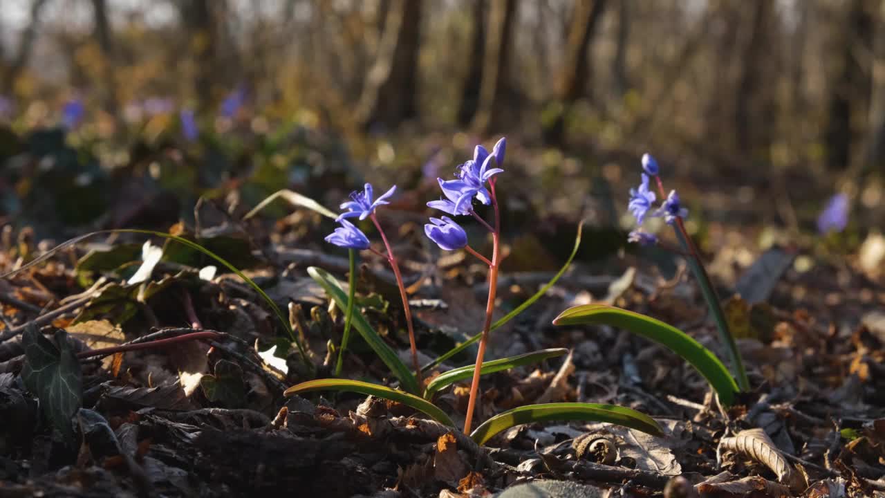 森林里的蓝色雪花莲。视频素材