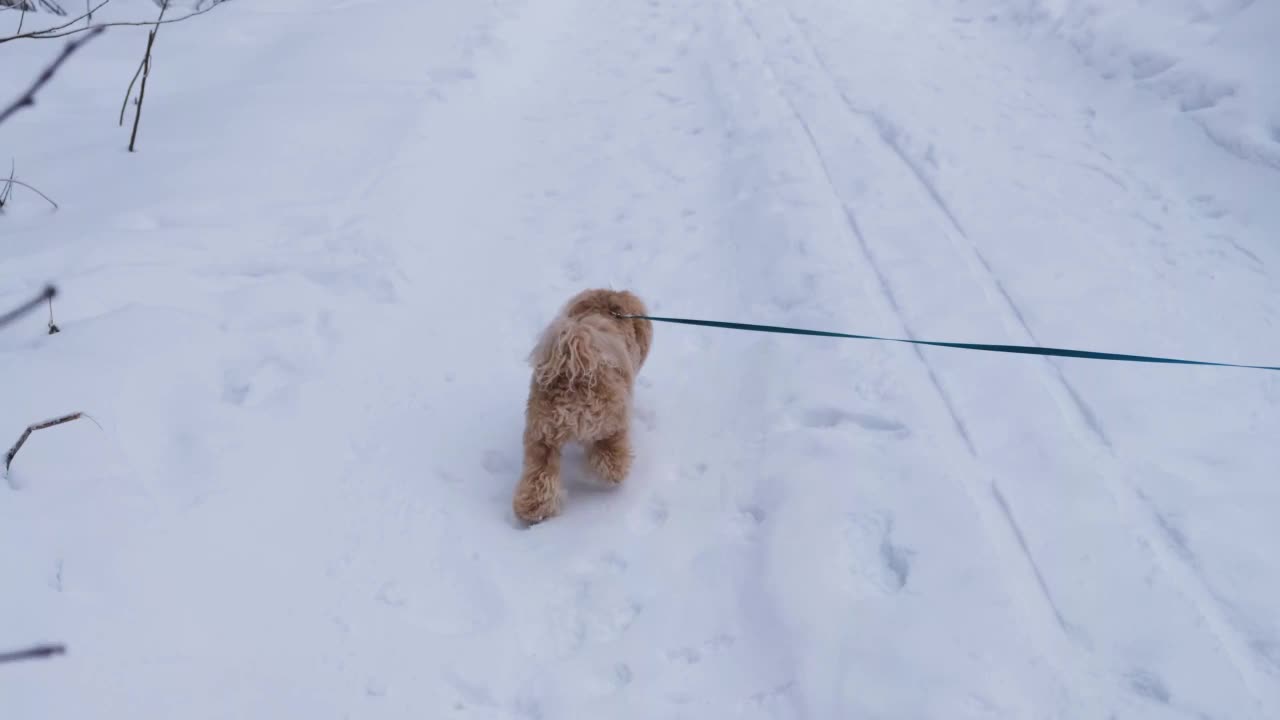 狗在雪地里走。棕色的狗品种Maltipu。视频素材