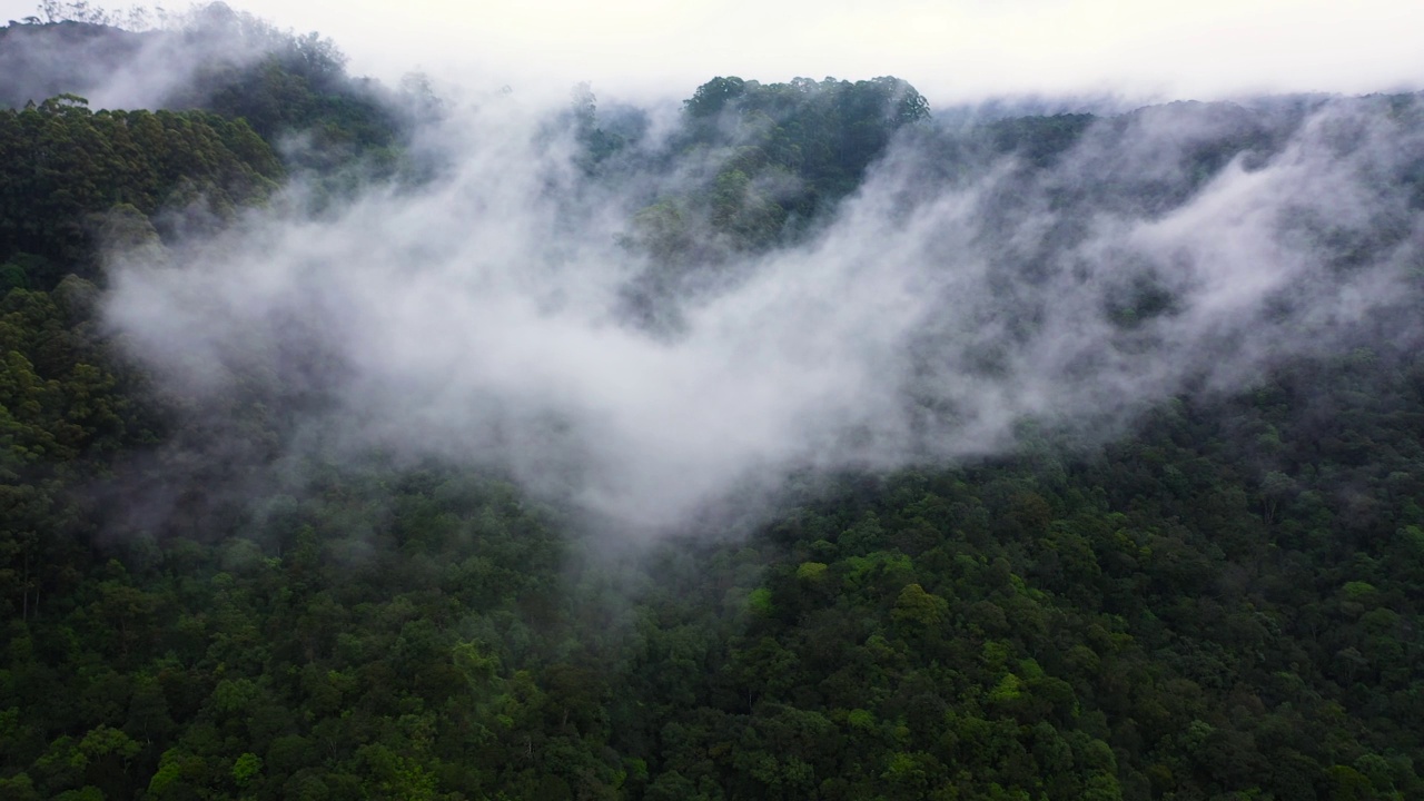 热带山脉和山坡与雨林。斯里兰卡。视频素材